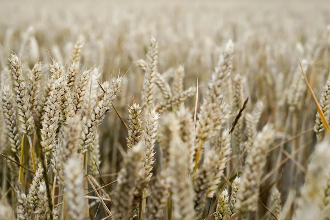 Oats: A Postpartum Superfood for Recovery and Milk Production