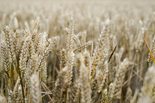 Oats: A Postpartum Superfood for Recovery and Milk Production